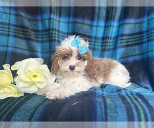 Cavapoo Puppy for sale in LAKELAND, FL, USA