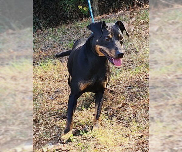 Medium Photo #1 Mutt Puppy For Sale in Wetumpka, AL, USA