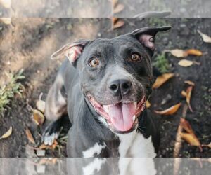 American Pit Bull Terrier Dogs for adoption in Longview, WA, USA