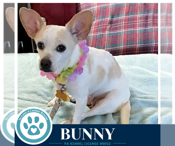 Medium Photo #1 Chihuahua-Unknown Mix Puppy For Sale in Kimberton, PA, USA