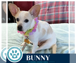 Small Chihuahua Mix