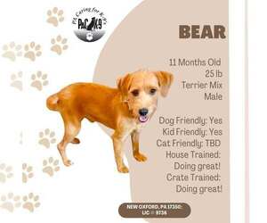 Mutt Dogs for adoption in New Oxford , PA, USA