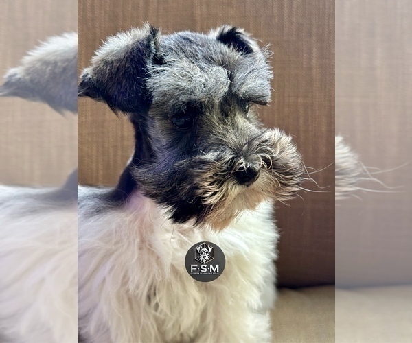 Medium Photo #3 Schnauzer (Miniature) Puppy For Sale in KISSIMMEE, FL, USA