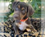 Small #8 Mutt