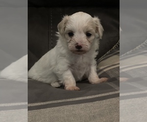 Maltipoo Puppy for sale in JASPER, GA, USA