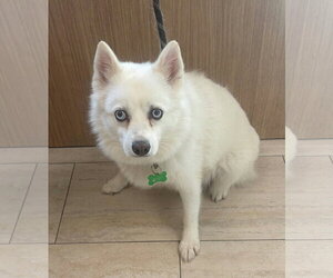 Tundra - Female Canadian Eskimo Dog Dog for Adoption - Photo #3