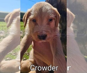 American Pit Bull Terrier-Poodle (Standard) Mix Puppy for sale in FRANKLINTON, LA, USA