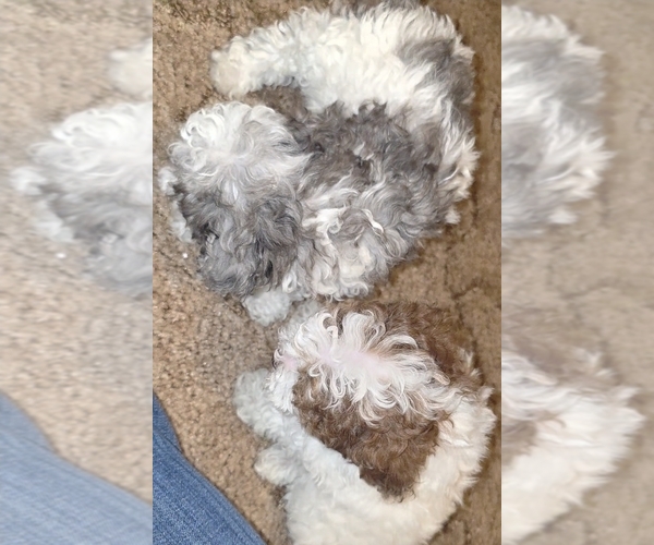 Medium Photo #5 Poodle (Toy) Puppy For Sale in DYERSBURG, TN, USA