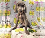 Puppy Pink Weimaraner