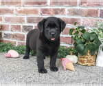 Jade - Female Labrador Retriever Puppy for Sale - Small photo
