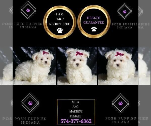 Medium Photo #67 Maltese Puppy For Sale in WARSAW, IN, USA