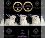 Small #1 Maltese