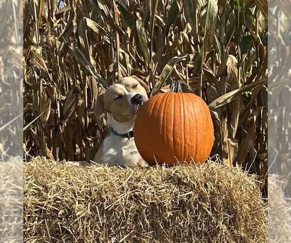 Medium Photo #3 American Pit Bull Terrier Puppy For Sale in Evansville, IN, USA