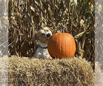 Small #2 American Pit Bull Terrier