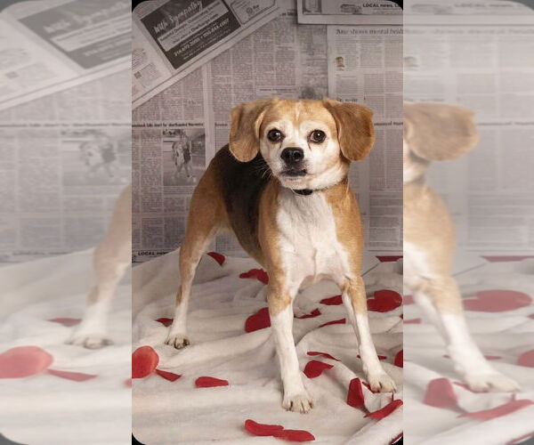 Medium Photo #5 Beagle Puppy For Sale in Foristell, MO, USA