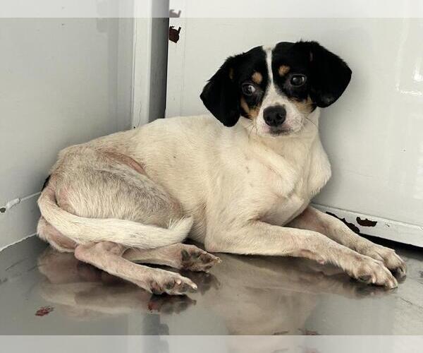 Medium Photo #1 Mutt Puppy For Sale in Martinez, CA, USA