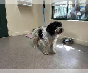 Maltese-Poodle (Toy) Mix Dogs for adoption in Pasadena, CA, USA
