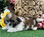 Small #4 Shih Tzu