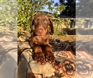 Medium Doberman Pinscher