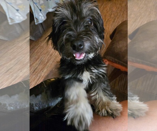 Medium Photo #1 Havanese Puppy For Sale in Gulfport, MI, USA