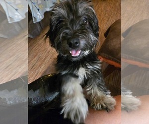Havanese Dogs for adoption in Gulfport, MI, USA