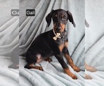 Small #2 Doberman Pinscher