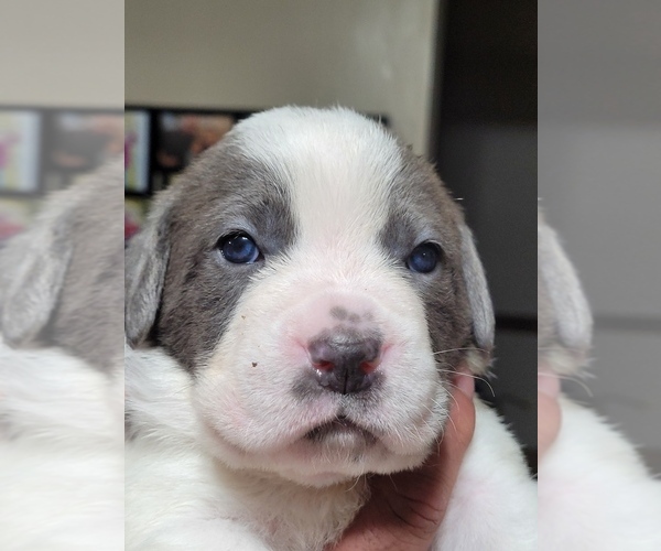 Medium Photo #3 Cane Corso Puppy For Sale in FALMOUTH, VA, USA