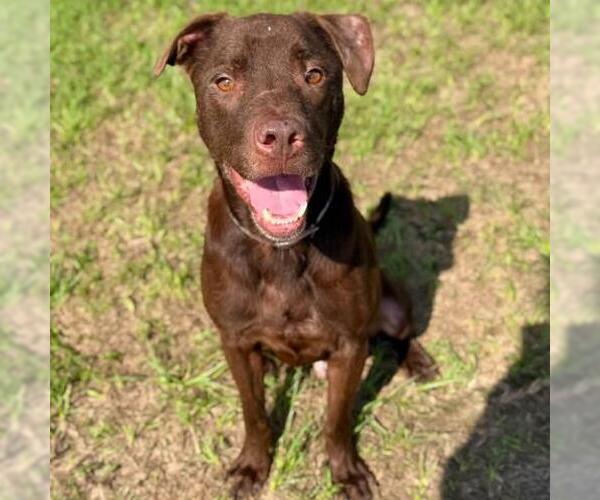 Medium Photo #2 Labrador Retriever-Unknown Mix Puppy For Sale in Conroe, TX, USA