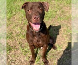 BECLAN - Male Labrador Retriever-Unknown Mix Dog for Adoption - Photo #2