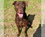 Small Photo #2 Labrador Retriever-Unknown Mix Puppy For Sale in Conroe, TX, USA