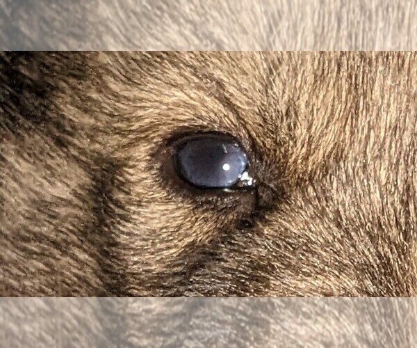 Medium Photo #3 Siberian Husky Puppy For Sale in OSCODA, MI, USA
