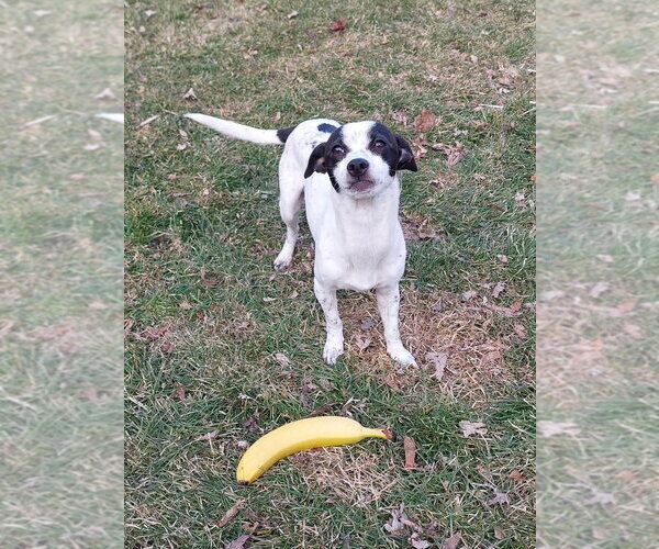 Medium Photo #4 Rat Terrier-Unknown Mix Puppy For Sale in Andover, MN, USA