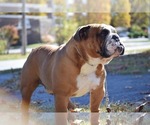Small Photo #1 English Bulldog Puppy For Sale in OOLOGAH, OK, USA