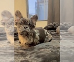 Small Photo #7 French Bulldog Puppy For Sale in KANSAS CITY, MO, USA