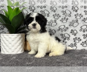 Mal-Shi Puppy for sale in FRANKLIN, IN, USA