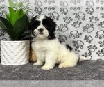 Image preview for Ad Listing. Nickname: Milo