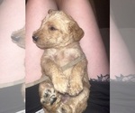 Puppy Grey Labradoodle-Poodle (Standard) Mix