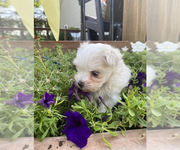 Medium Photo #5 Maltese Puppy For Sale in FREDONIA, KS, USA