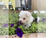 Small #4 Maltese