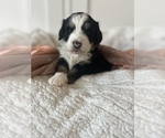 Small Photo #10 Bernedoodle (Miniature) Puppy For Sale in MENIFEE, CA, USA