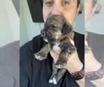 Small #140 Bernedoodle