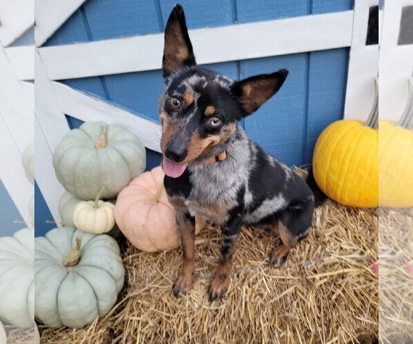Medium Photo #7 Australian Shepherd-Unknown Mix Puppy For Sale in FAIRLAWN, OH, USA