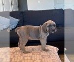 Small Photo #13 Cane Corso Puppy For Sale in DOWNEY, CA, USA