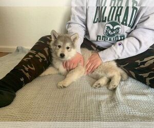 Sharberian Husky-Wolf Hybrid Mix Puppy for sale in MACK, CO, USA