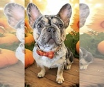 Small #8 French Bulldog