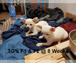 Small #10 Chihuahua
