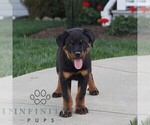 Small #1 Rottweiler