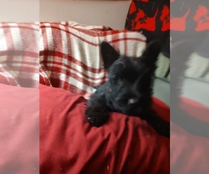 Scottish Terrier Puppy for sale in LINCOLN, CA, USA