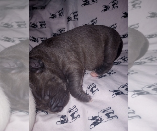 Medium Photo #5 American Staffordshire Terrier Puppy For Sale in JACKSONVILLE, FL, USA