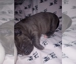 Small Photo #5 American Staffordshire Terrier Puppy For Sale in JACKSONVILLE, FL, USA